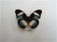 藏品(蛺蝶科-非洲(九))的圖片